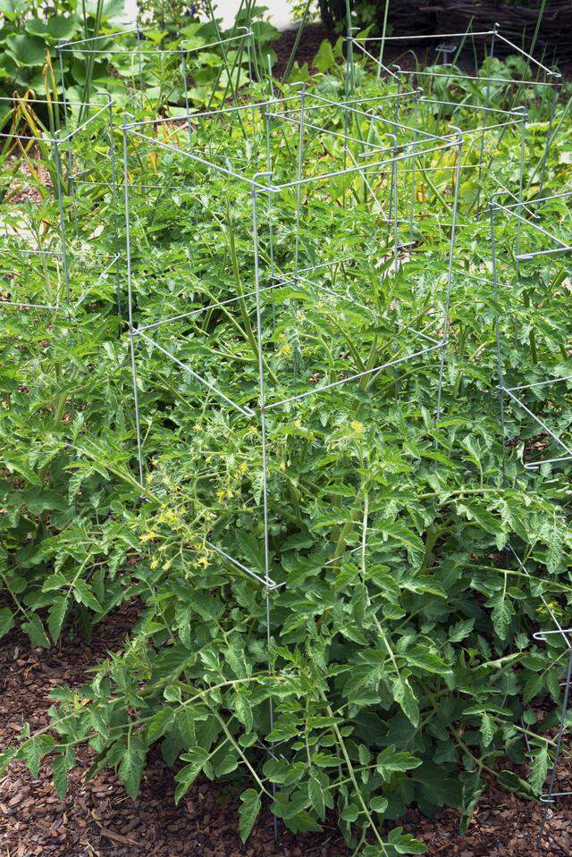 Grow tomatoes in cages to maximize use of garden space.